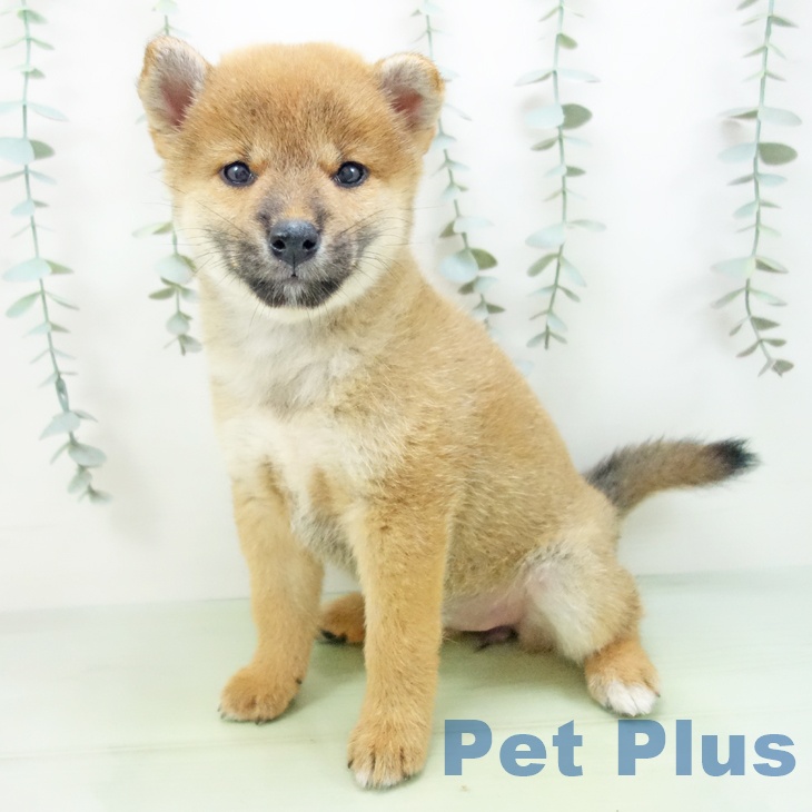 愛知県の柴犬(標準サイズ) (mozoワンダーシティ店/2025年8月13日生まれ/女の子/赤)の子犬の1枚目の画像