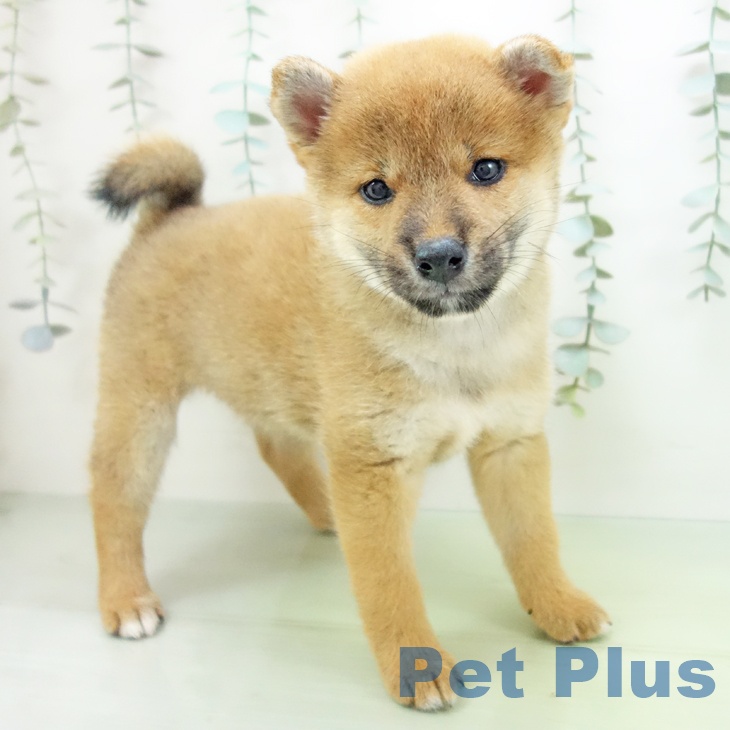 愛知県の柴犬(標準サイズ) (mozoワンダーシティ店/2025年8月13日生まれ/女の子/赤)の子犬の2枚目の画像