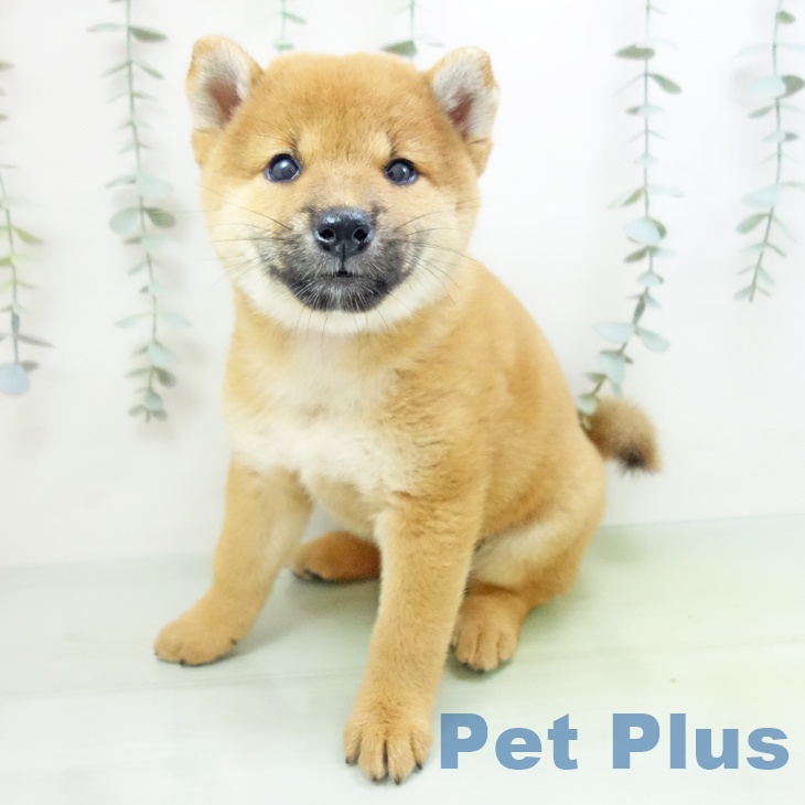 愛知県の柴犬(標準サイズ) (ペットプラスみなと店/2025年8月13日生まれ/女の子/赤)の子犬の1枚目の画像