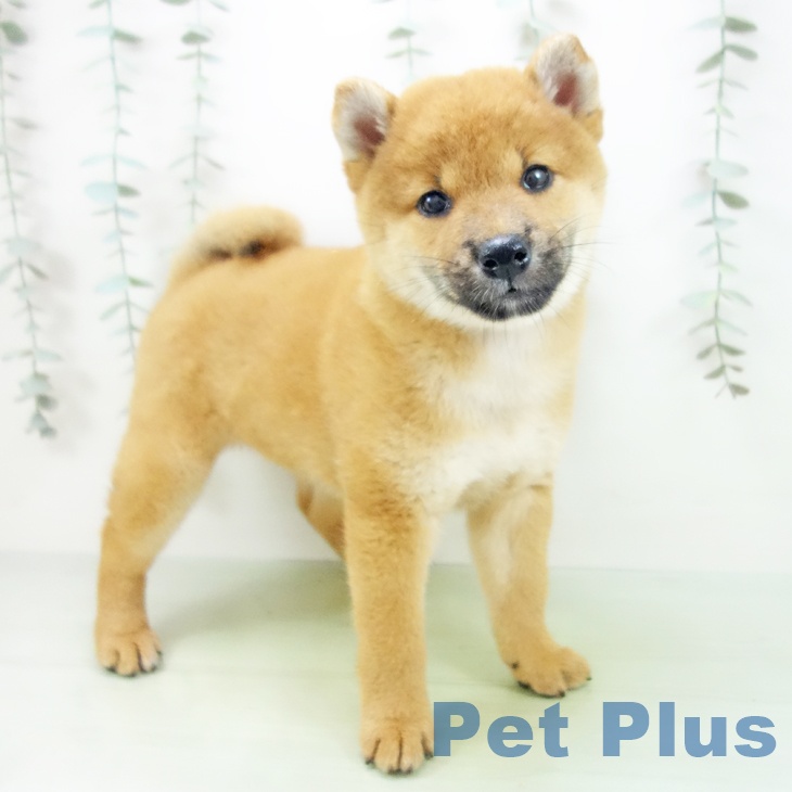 愛知県の柴犬(標準サイズ) (ペットプラスみなと店/2025年8月13日生まれ/女の子/赤)の子犬の2枚目の画像