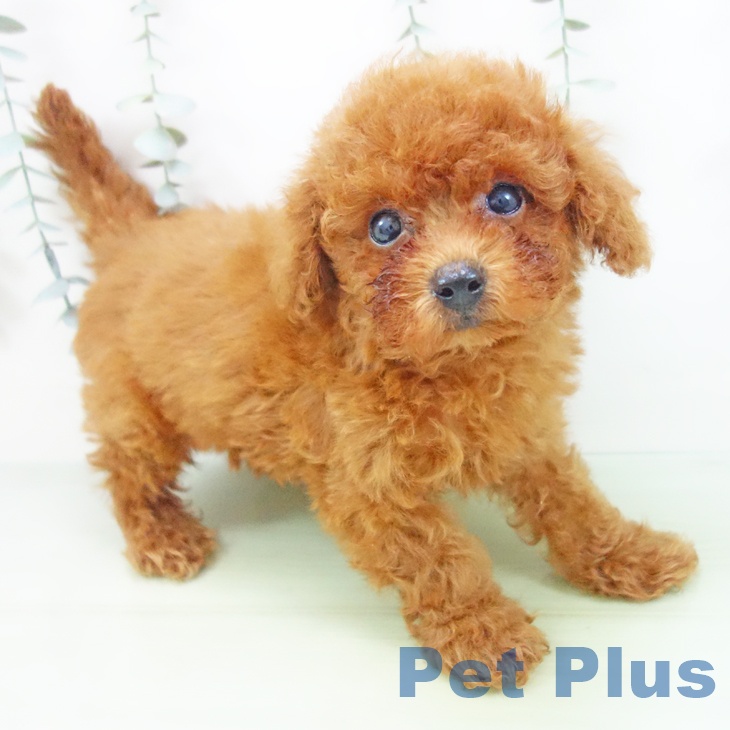 富山県のトイプードル(トイ) (ペットプラス となみ店/2025年8月9日生まれ/男の子/レッド)の子犬の1枚目の画像