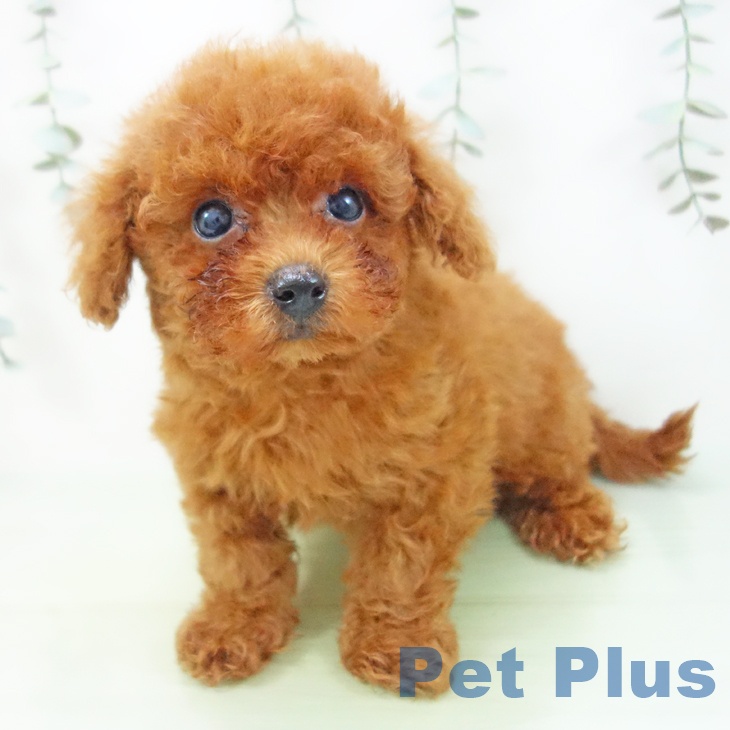 富山県のトイプードル(トイ) (ペットプラス となみ店/2025年8月9日生まれ/男の子/レッド)の子犬の2枚目の画像