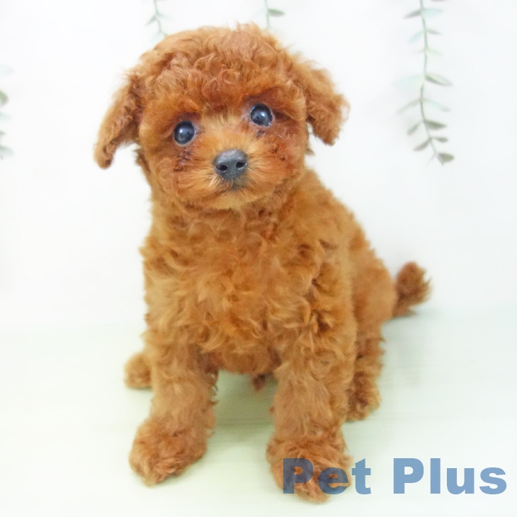 三重県のトイプードル(トイ) (ペットプラス桑名店/2025年8月9日生まれ/男の子/レッド)の子犬の1枚目の画像