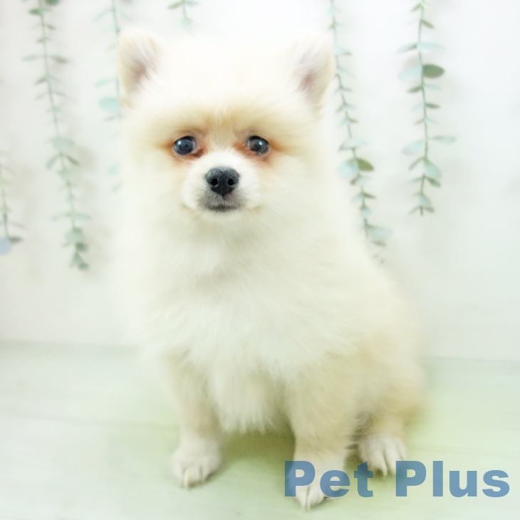岐阜県のポメラニアン (ペットプラス光ケ丘店/2025年8月13日生まれ/女の子/クリーム)の子犬の2枚目の画像