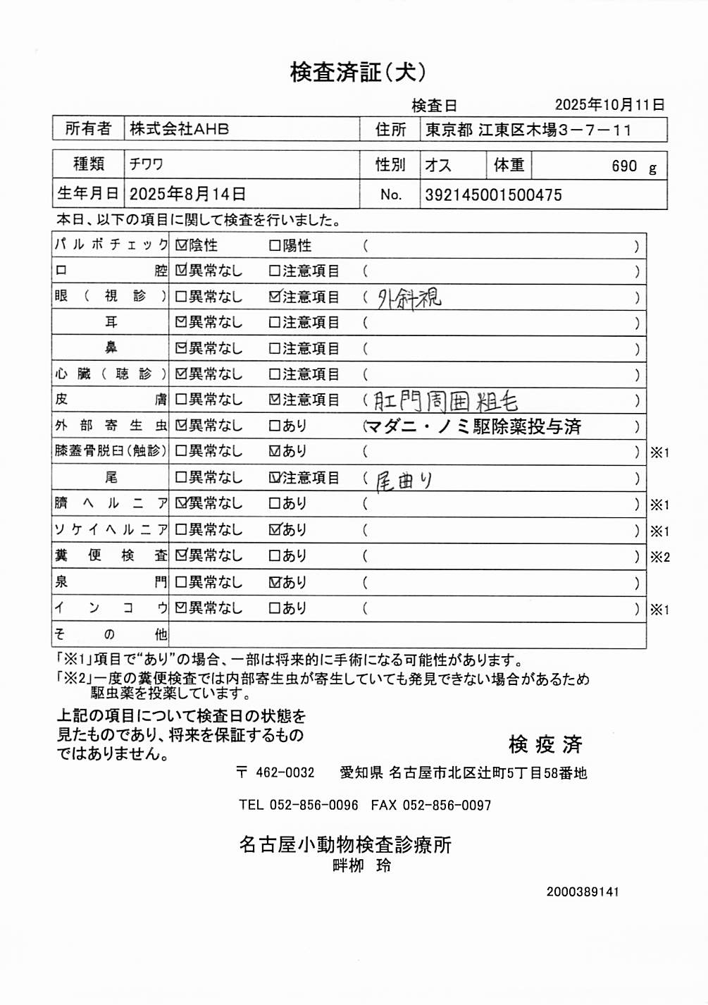 チワワ