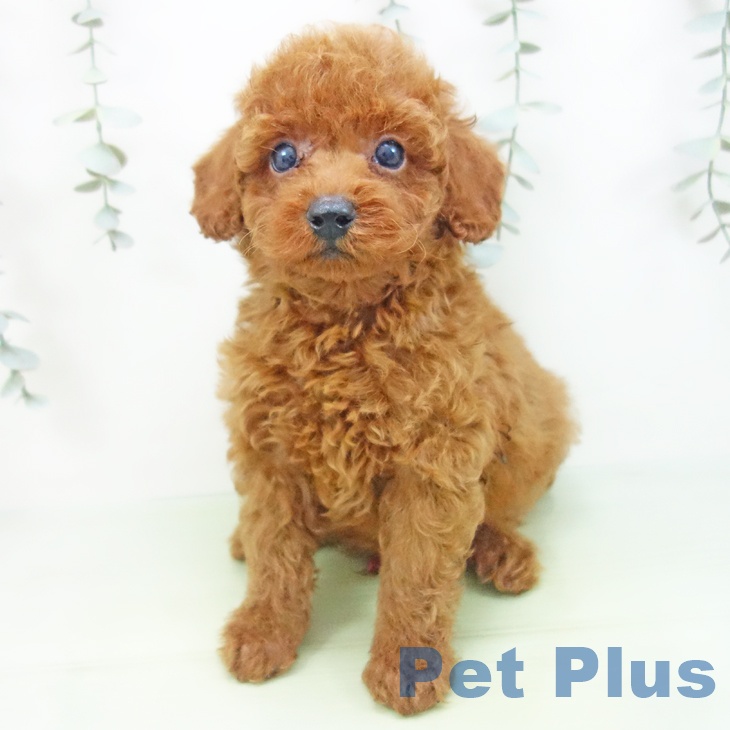 富山県のトイプードル(トイ) (ペットプラス高岡店/2025年8月13日生まれ/男の子/レッド)の子犬