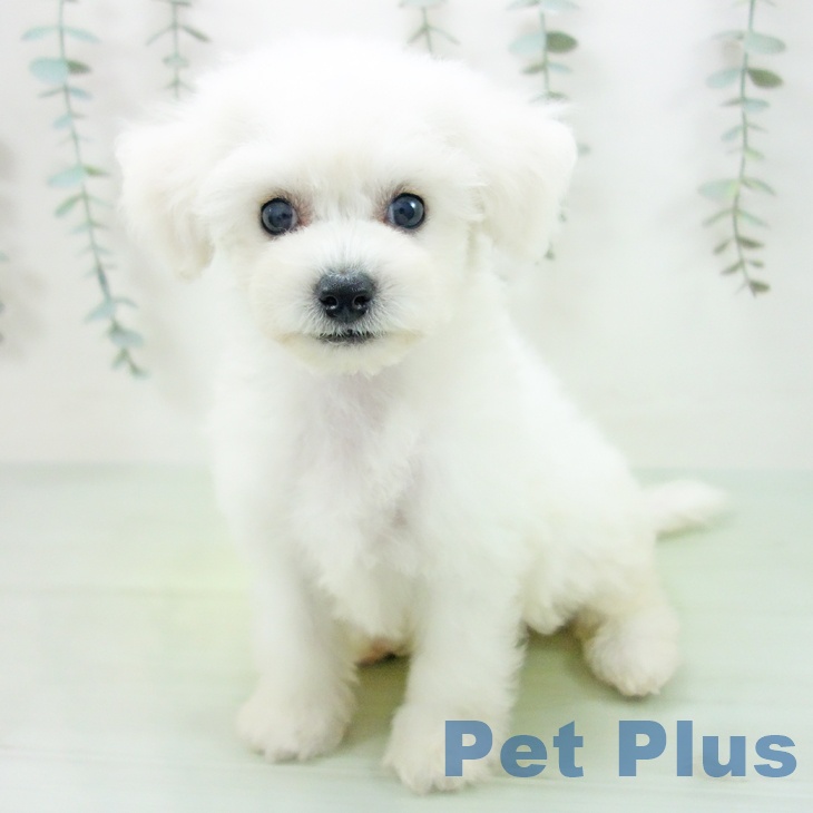 愛知県のビションフリーゼ (ペットプラス イオンモール長久手店/2025年8月10日生まれ/女の子/ホワイト)の子犬の1枚目の画像