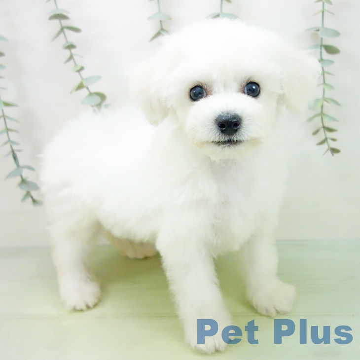 愛知県のビションフリーゼ (ペットプラス イオンモール長久手店/2025年8月10日生まれ/女の子/ホワイト)の子犬の2枚目の画像