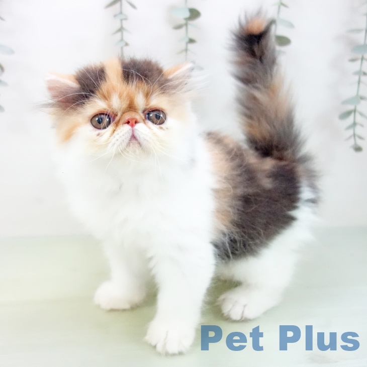 愛知県のエキゾチック (ペットプラス mozoワンダーシティ店/2025年8月15日生まれ/女の子/キャリコ)の子猫の2枚目の画像