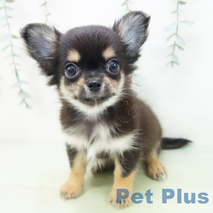 福井県のチワワ(ロング) (ペットプラス 福井店/2025年8月14日生まれ/男の子/ブラックタン)の子犬の1枚目の画像