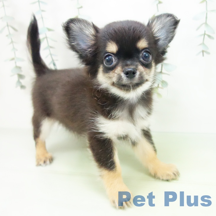 福井県のチワワ(ロング) (ペットプラス 福井店/2025年8月14日生まれ/男の子/ブラックタン)の子犬の2枚目の画像