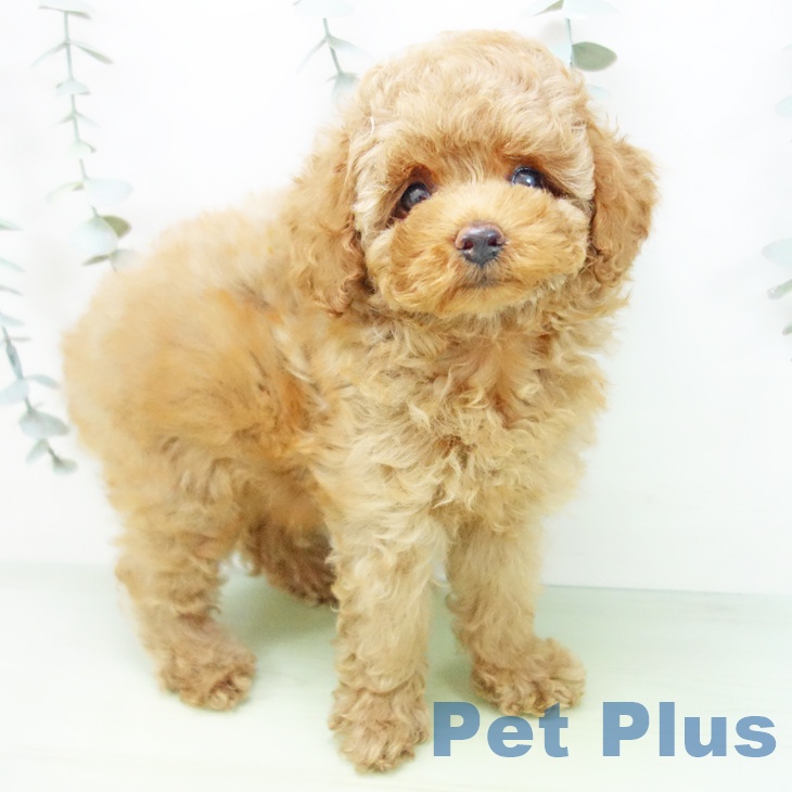 トイ・プードル