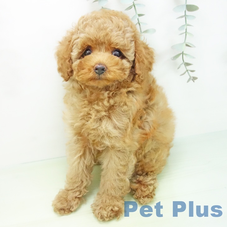 トイ・プードルの写真2