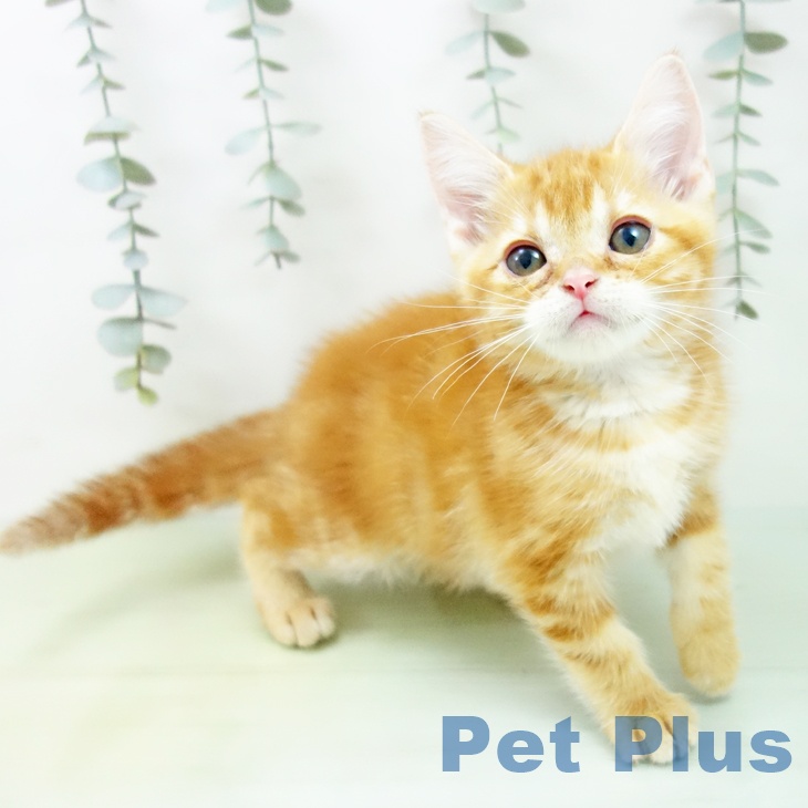 アメリカンショートヘア