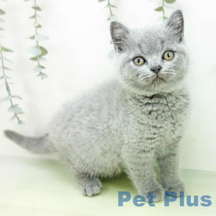 愛知県のブリティッシュショートヘアー (ペットプラス イオンモール豊川店/2025年8月11日生まれ/女の子/ブルー)の子猫の1枚目の画像