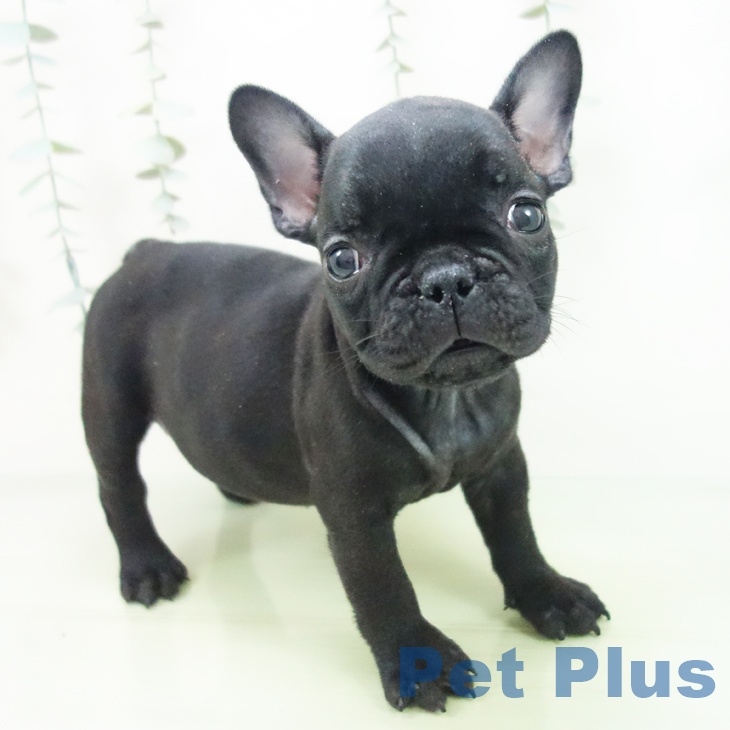 フレンチ・ブルドッグ