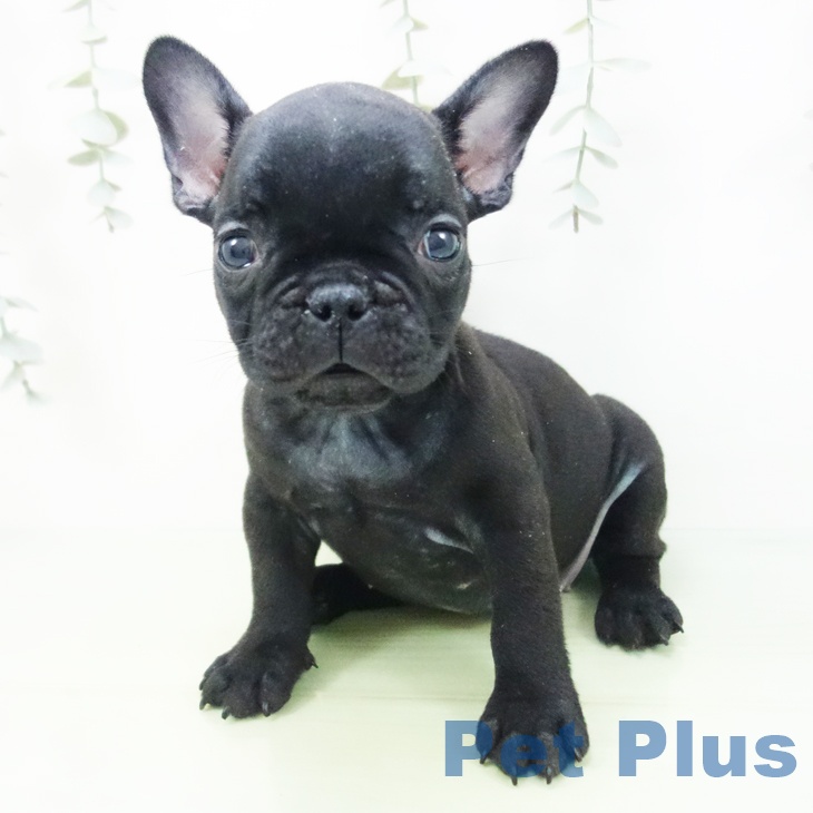 フレンチ・ブルドッグの写真2