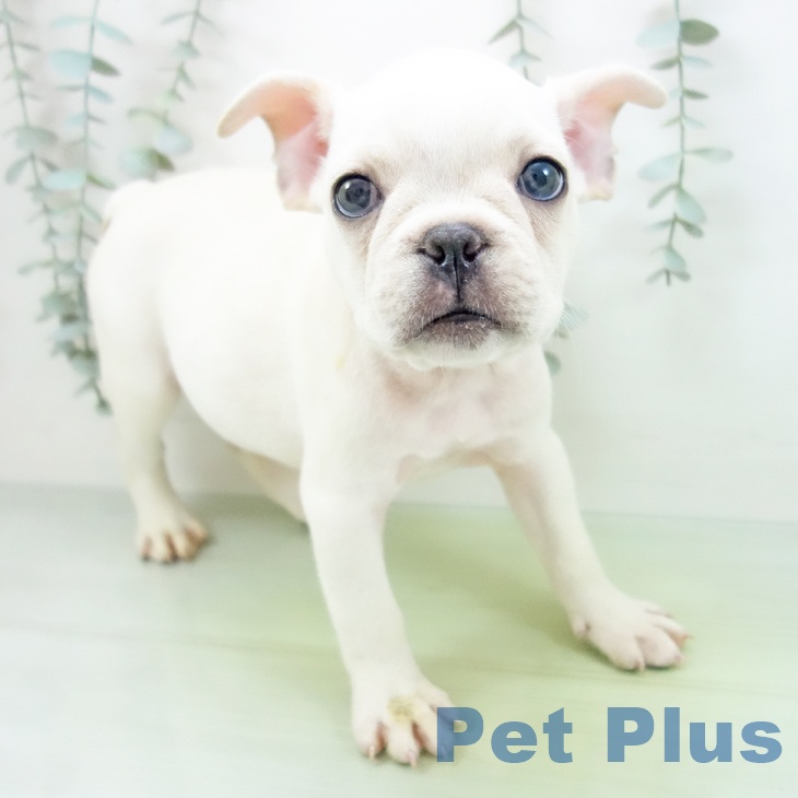 長野県のフレンチブルドッグ (ペットプラス 長野店/2025年8月17日生まれ/男の子/クリーム)の子犬の1枚目の画像