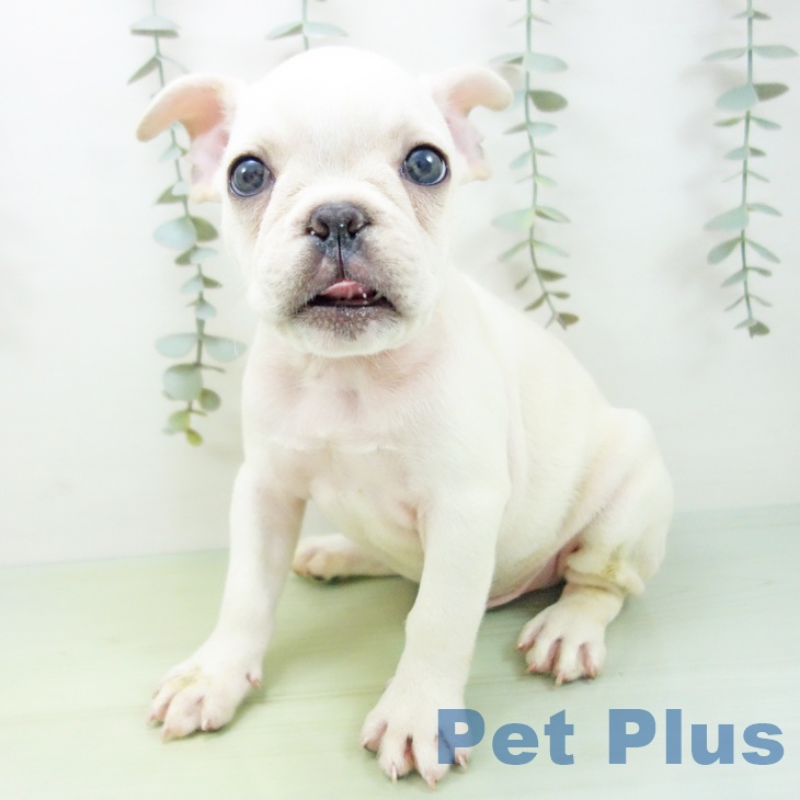 長野県のフレンチブルドッグ (ペットプラス 長野店/2025年8月17日生まれ/男の子/クリーム)の子犬の2枚目の画像