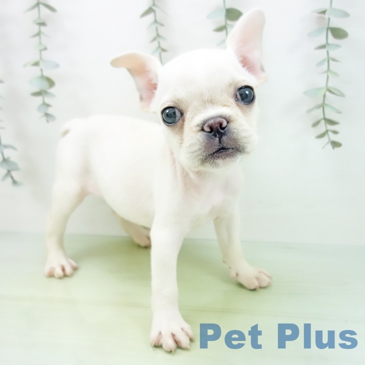 フレンチ・ブルドッグ