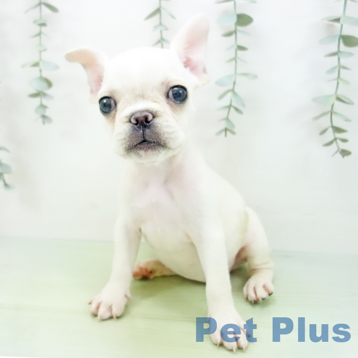 フレンチ・ブルドッグの写真2