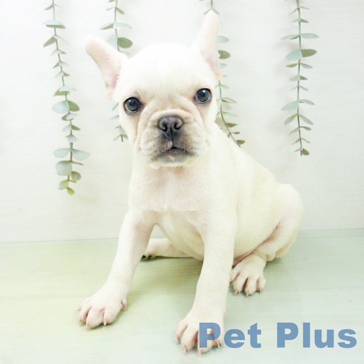 フレンチ・ブルドッグ