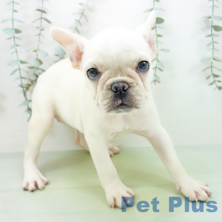 フレンチ・ブルドッグの写真2