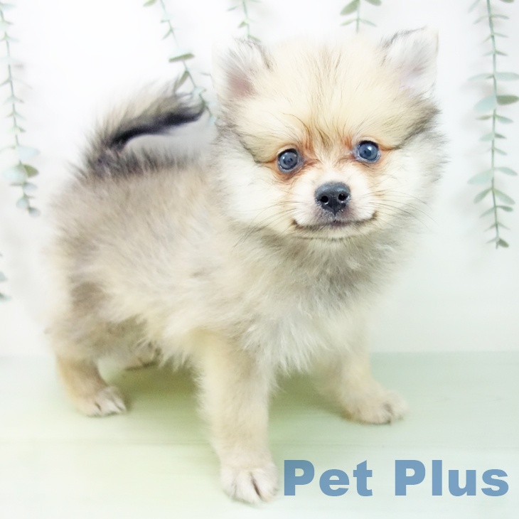 石川県のポメラニアン (ペットプラス 新小松店/2025年8月16日生まれ/男の子/オレンジセーブル)の子犬の1枚目の画像