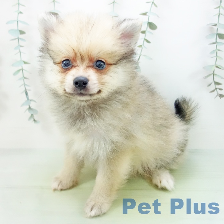 石川県のポメラニアン (ペットプラス 新小松店/2025年8月16日生まれ/男の子/オレンジセーブル)の子犬の2枚目の画像