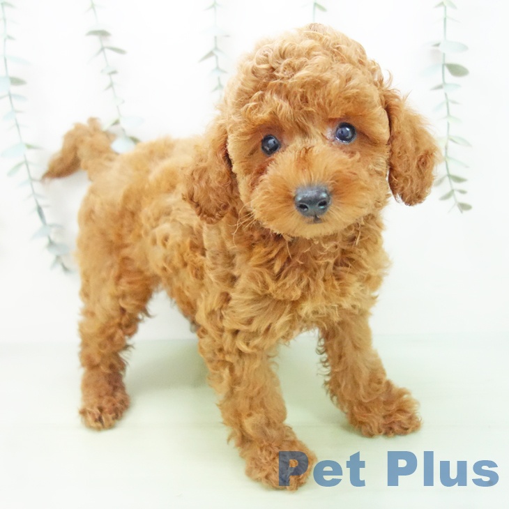 石川県のトイプードル(トイ) (ペットプラス 新小松店/2025年8月18日生まれ/男の子/レッド)の子犬の1枚目の画像