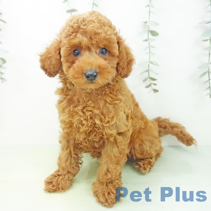 石川県のトイプードル(トイ) (ペットプラス 新小松店/2025年8月18日生まれ/男の子/レッド)の子犬の2枚目の画像