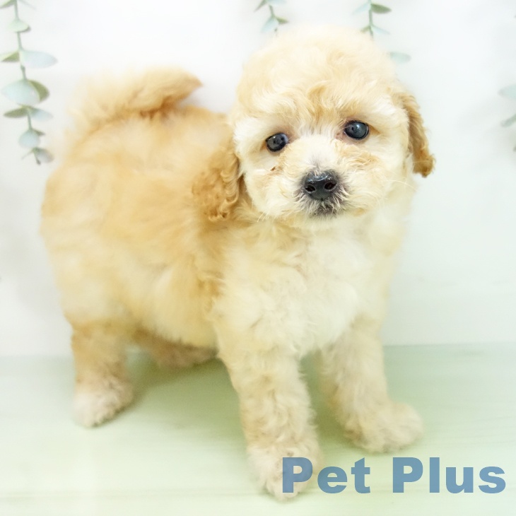 トイ・プードル