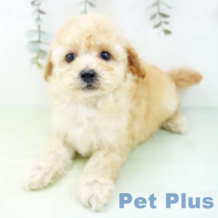 トイ・プードルの写真2