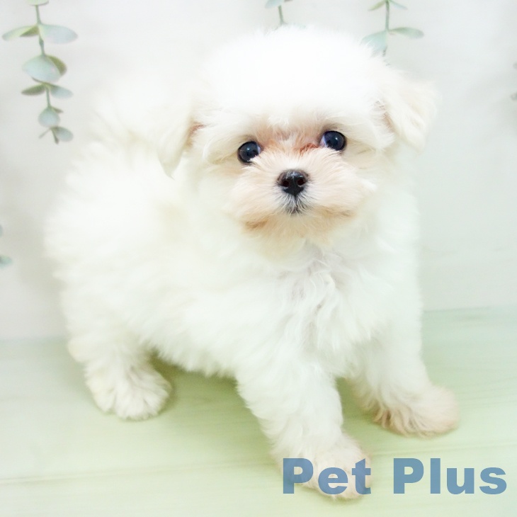 三重県のマルチーズ (ペットプラス 四日市泊店/2025年8月18日生まれ/女の子/ホワイト)の子犬の1枚目の画像