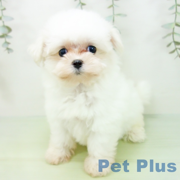 三重県のマルチーズ (ペットプラス 四日市泊店/2025年8月18日生まれ/女の子/ホワイト)の子犬の2枚目の画像