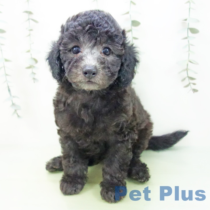 三重県のトイプードル(トイ) (ペットプラス 津南店/2025年8月19日生まれ/男の子/シルバー)の子犬の1枚目の画像