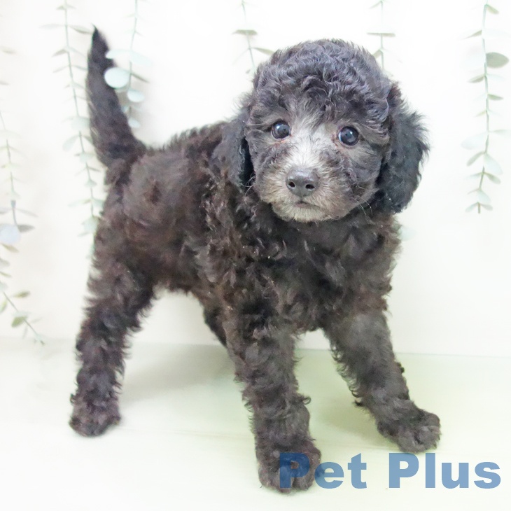 三重県のトイプードル(トイ) (ペットプラス 津南店/2025年8月19日生まれ/男の子/シルバー)の子犬の2枚目の画像