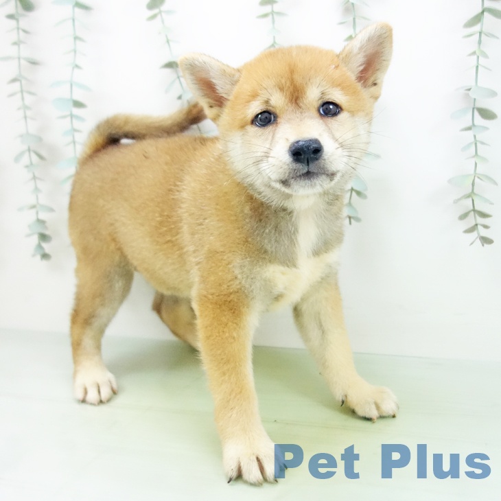 三重県の柴犬(標準サイズ) (鈴鹿店/2025年8月19日生まれ/女の子/赤)の子犬の1枚目の画像