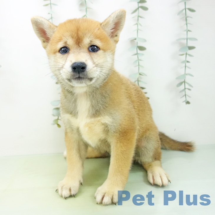 三重県の柴犬(標準サイズ) (鈴鹿店/2025年8月19日生まれ/女の子/赤)の子犬の2枚目の画像