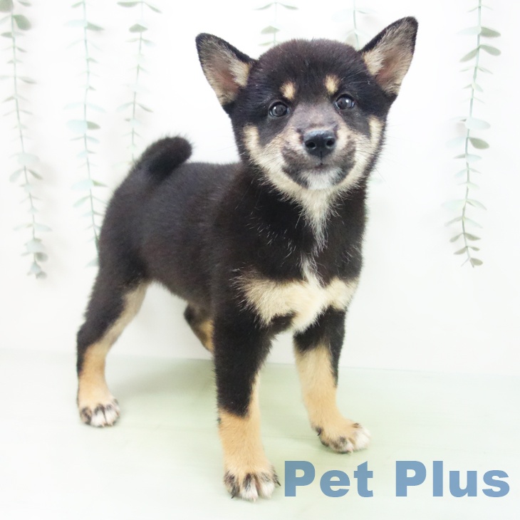 愛知県の柴犬(標準サイズ) (名古屋茶屋店/2025年8月19日生まれ/女の子/黒)の子犬の1枚目の画像