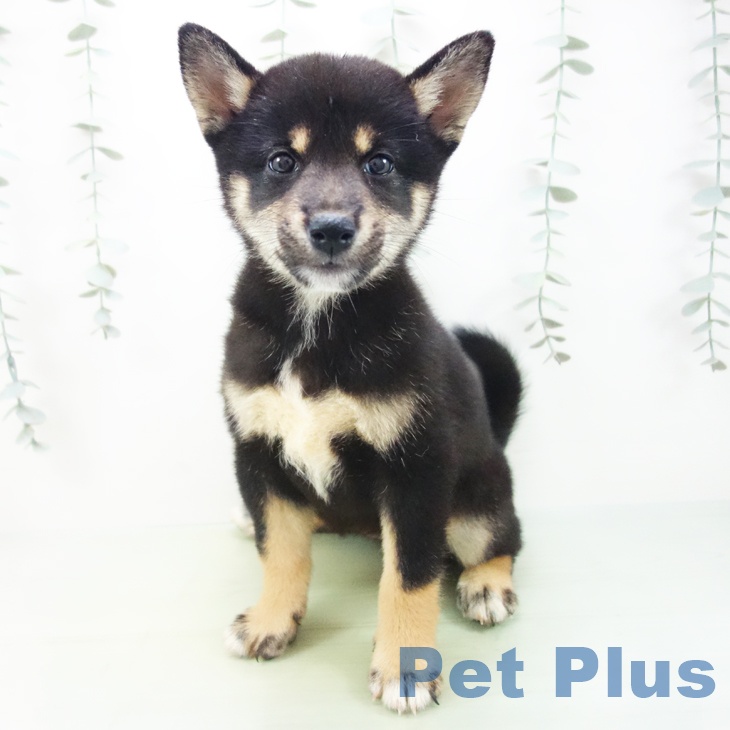 愛知県の柴犬(標準サイズ) (名古屋茶屋店/2025年8月19日生まれ/女の子/黒)の子犬の2枚目の画像