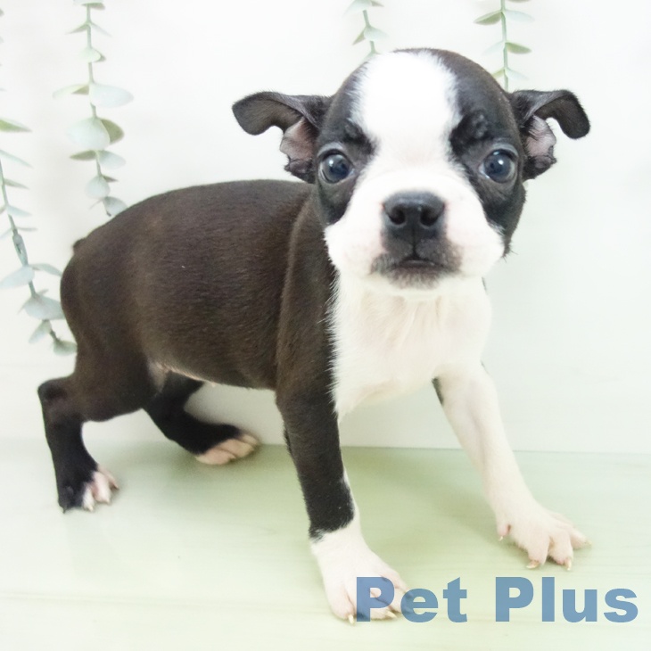愛知県のボストンテリア (ペットプラス イオンモール豊川店/2025年8月18日生まれ/女の子/ボストンカラー)の子犬の1枚目の画像