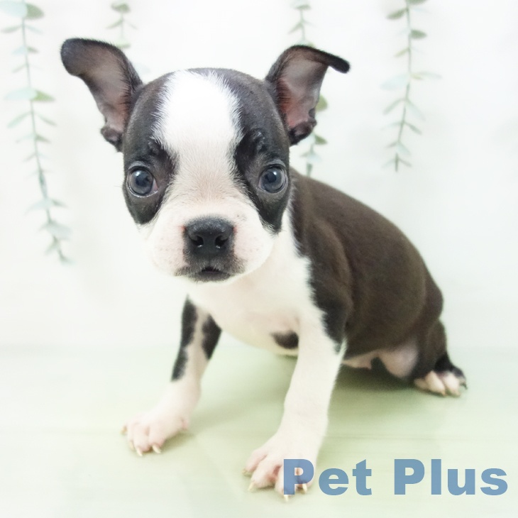 愛知県のボストンテリア (ペットプラス イオンモール豊川店/2025年8月18日生まれ/女の子/ボストンカラー)の子犬の2枚目の画像