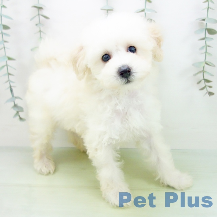 三重県のトイプードル(トイ) (ペットプラス 鈴鹿店/2025年8月19日生まれ/男の子/ホワイト)の子犬の1枚目の画像