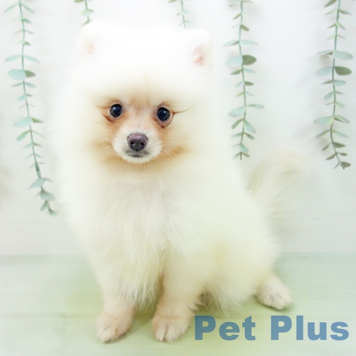 ポメラニアンの写真2