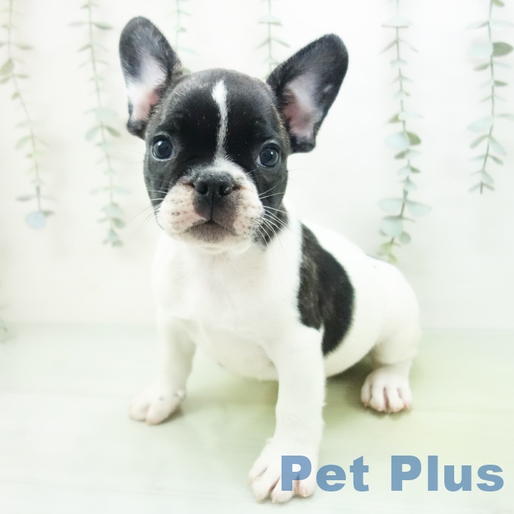 フレンチ・ブルドッグ