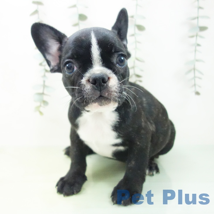 東京都のフレンチブルドッグ (ペットプラス 立川高島屋S.C.店/2025年8月16日生まれ/女の子/ブリンドルホワイト)の子犬の1枚目の画像