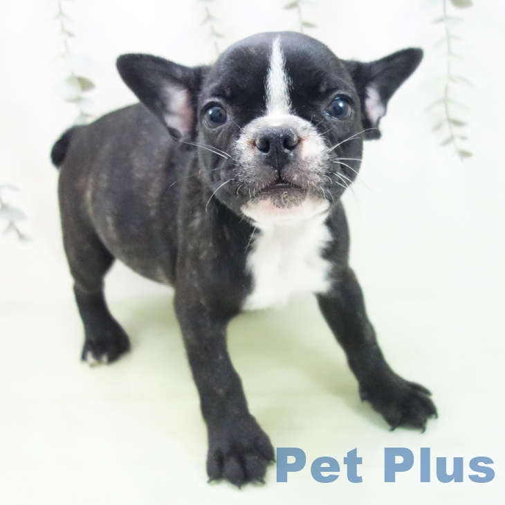 東京都のフレンチブルドッグ (ペットプラス 立川高島屋S.C.店/2025年8月16日生まれ/女の子/ブリンドルホワイト)の子犬の2枚目の画像