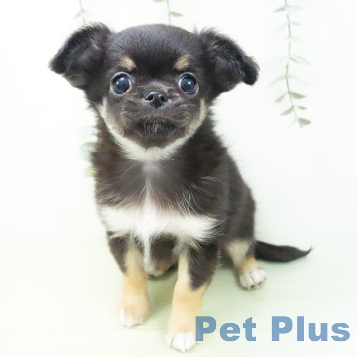 愛知県のチワワ(ロング) (ペットプラス 千音寺店/2025年8月20日生まれ/男の子/ブラックタンホワイト)の子犬の1枚目の画像