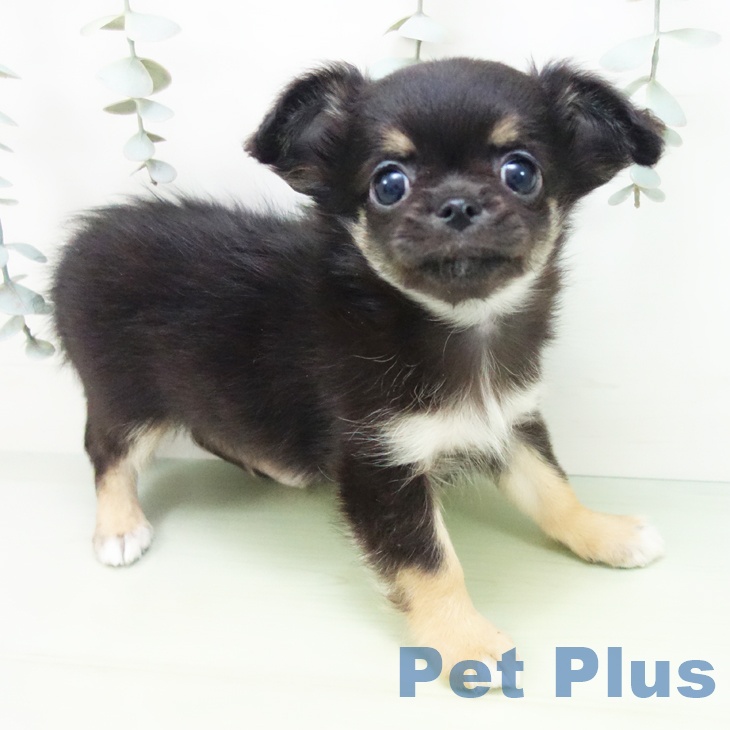 愛知県のチワワ(ロング) (ペットプラス 千音寺店/2025年8月20日生まれ/男の子/ブラックタンホワイト)の子犬の2枚目の画像